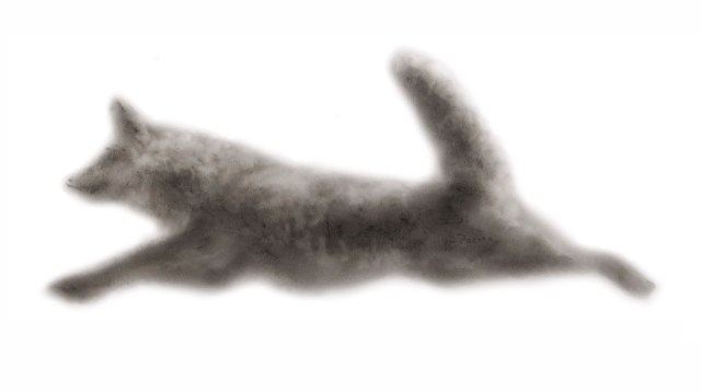 flying coyote lisa pecore charcoal